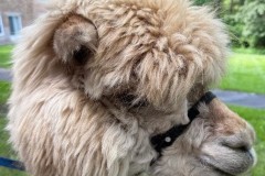 505773574_1206796944792239_7939092628362046142_n