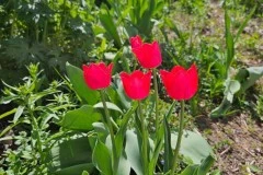 Tulip House