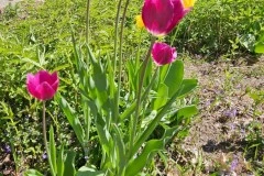 Tulip House