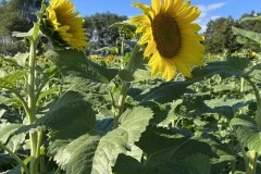 Gibs-Farm-2