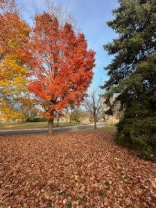 Fall at RosePointe